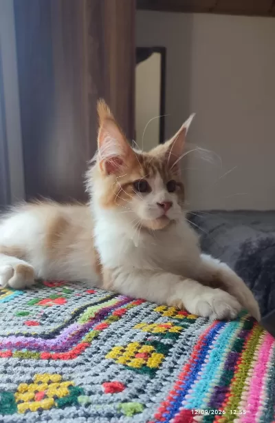 Dernek Kayıtlı Eksiksiz Safkan Şecereli Maine Coon