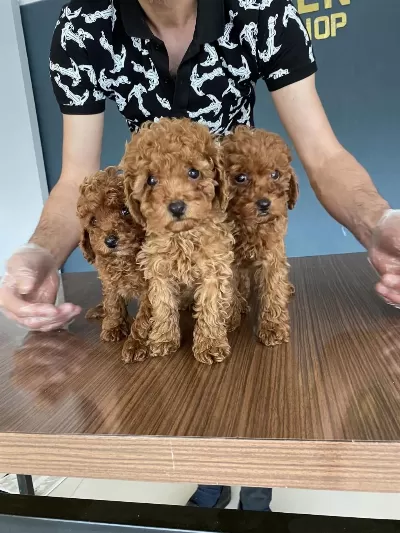 Toy Poodle Yavrular Her İle Aynı Gün Teslim