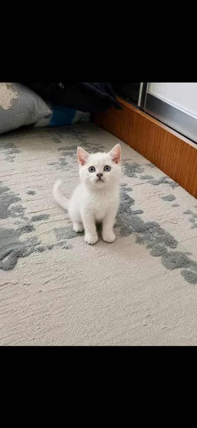 British Shorthair Beyaz Erkek
