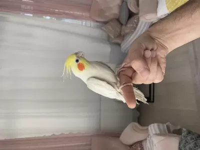 Erkek Yavru Sultan Papağanı