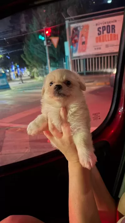 Sağlıklı Pomeranian Spitz