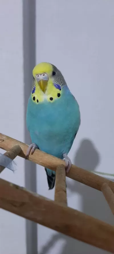 2 Yarı Evcil Muhabbet Kuşu