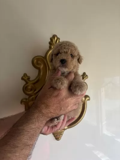Sağlıklı Poodle Guzellikler