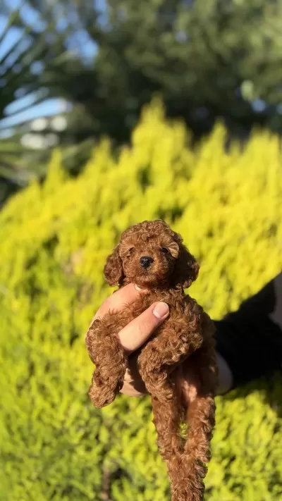 Orjinal İrk Ve Sağlık Garantili Toy Poodle Bebeklerimiz