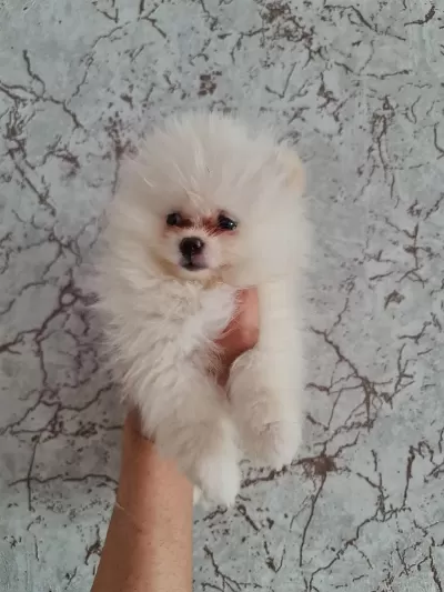 Minik Panda Pomeranian Dişiler