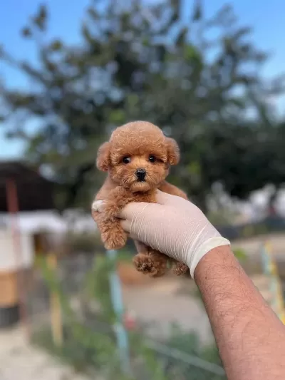 Toy Poodle Bebekler Referans Yavru