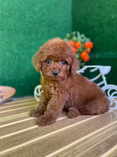 Toy Poodle Bebekler Referans Yavru