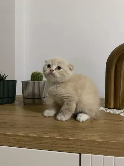 Ayı Surat Scottish Fold Red Yavrumuz