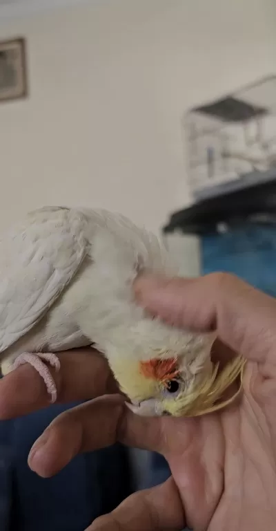 2 Buçuk Yaşında Erkek Sultan Papağanı