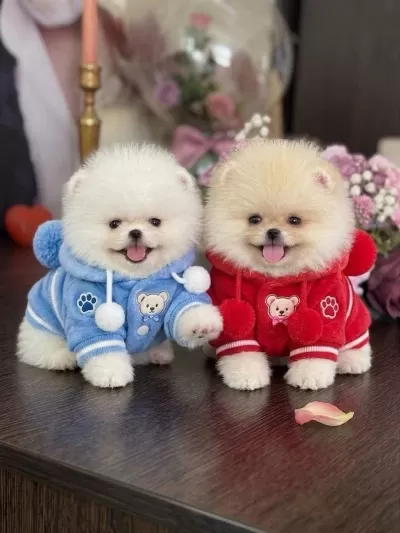 Oyuncak Gibi 2 Ayicik Pomeranian Boo