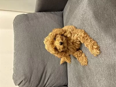 Acil Yuva Arıyoruz Köpeğimize