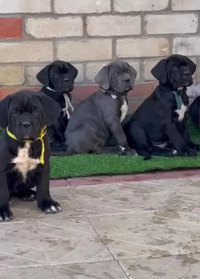 Ev Ortamında Yetiştirilmiş Cane Corso Yavrularımız
