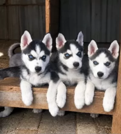 2 Aylık Husky Yavrular