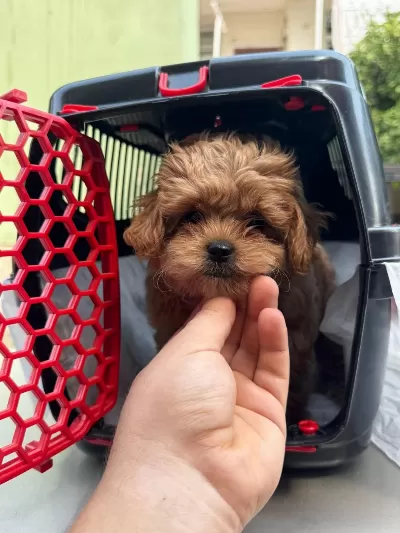 Tüy Dökmez Koku Yapmaz Maltipoo