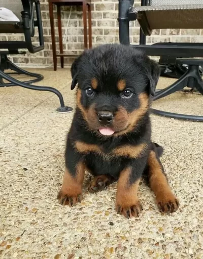 Evinizin Neşesi Rottweiler Bebişler Her Yere Kapıda Öde