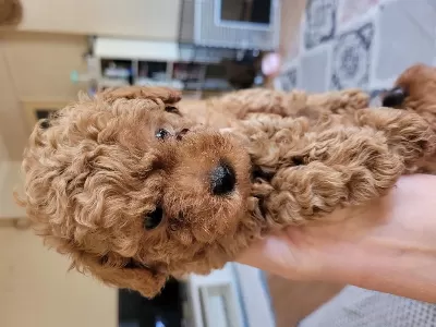 Sağlıklı Toy Poodle Kore