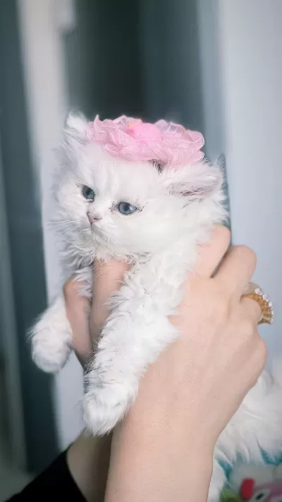 Sağlıklı Tatlı Minik Kediler