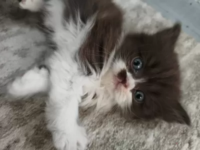 Bicolor Exotic Longhair