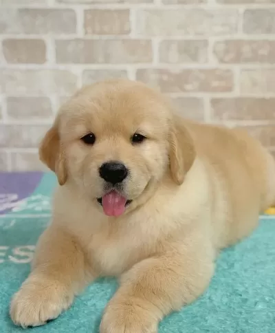 Evinizin Neşesi Golden Bebişler Her Yere Kapıda Öde