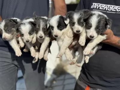 Safkan Aşılı Karneli Border Collie Yavrularımız