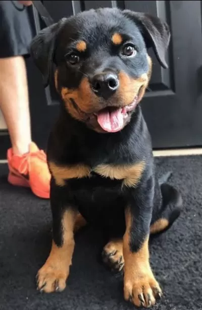 Rottweiler Kapıda Ödemeli Çiftlik Kredi Kartı Geçerli