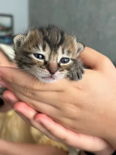 15 Günlük Yavru Kedimiz