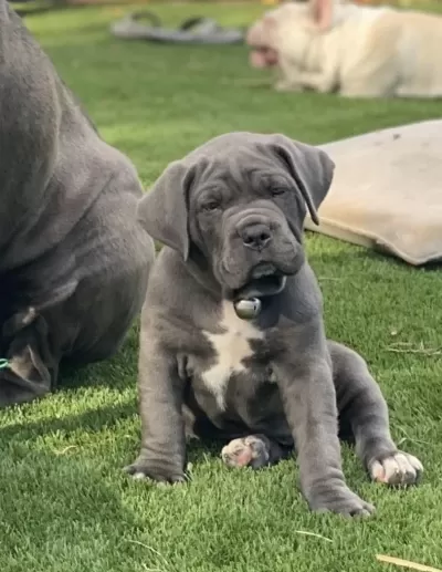 Cane Corso Kapıda Ödemeli Çiftlik Kredi Kartı Geçerli
