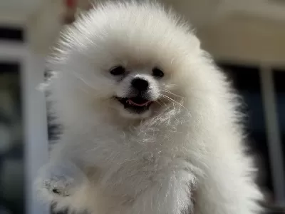 Ankranın En Özel Ayı Surat Pomeranianları