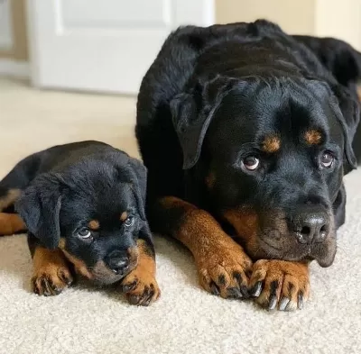 Dişi Erkek Rottweiler Kapıda Ödemeli Güvenli Sistem