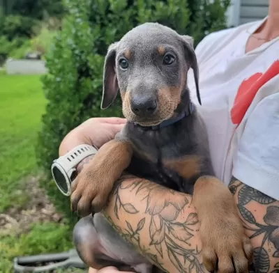 Dişi Erkek Doberman Kapıda Ödemeli Güvenli Sistem