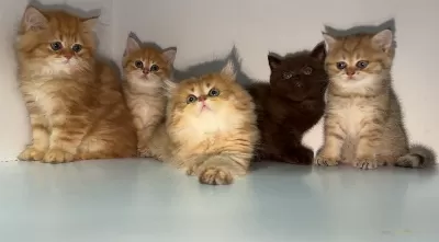 Üreticiden British Longhair Ve Shorthair Yavrular