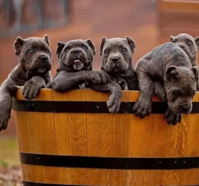 Dişi Erkek Cane Corso Kapıda Ödemeli Güvenli Sistem