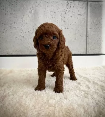 Sağlik Garantili Toy Poodle Yavrularimiz