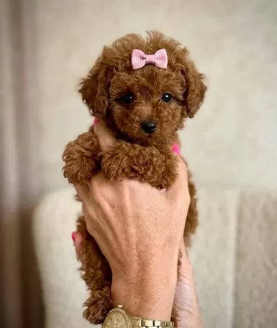 Aşili Toy Poodle Yavrularimiz