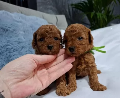 Safkan Toy Poodle Yavrularimiz