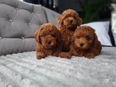 Toy Poodle İrk Garantili Yavrular