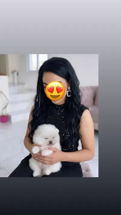 Kar Beyaz Pomeranian Boo Teddy Bear