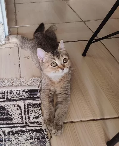 British Shorthair Kedisi