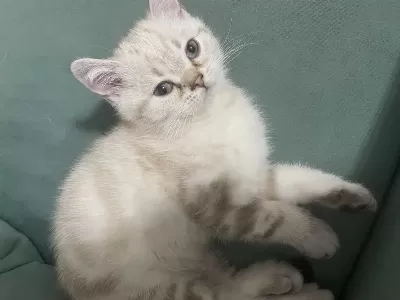 British Shorthair Erkek