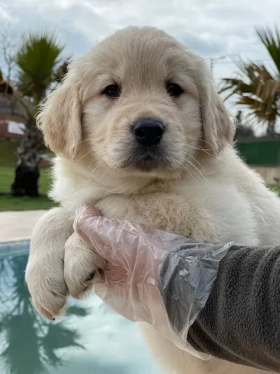 Baby Face Golden Yavruları