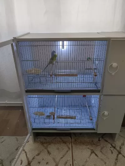 Renk Güzelleri Muhabbet Kuşu Ve Cennet Papağani