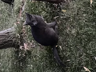 5 Aylık Dişi Safkan Kedimiz