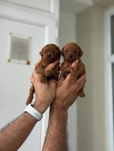 Teacup Kore Poodle Bebekler Aşili Ve Çiş Eğitimli