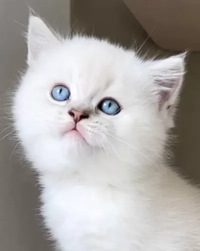 British Shorthair Yavrulari