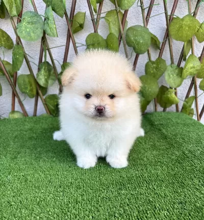 Pomeranian Boo Erkek