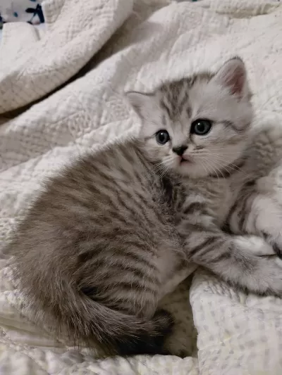 Safkan British Shorthair