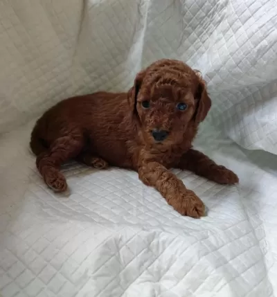 Özel Toy Poodle Yavrular