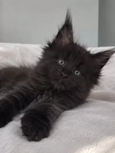Dev Maine Coon Erkek Siyah Yavru