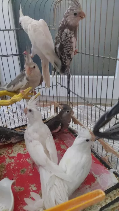 6 Aylık Sultan Papağanlar