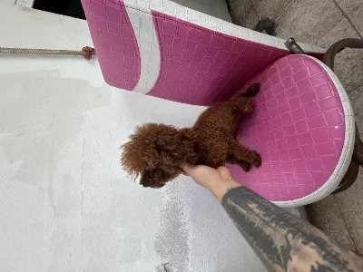 Toy Poodle Kore Kan Esleme İlanı